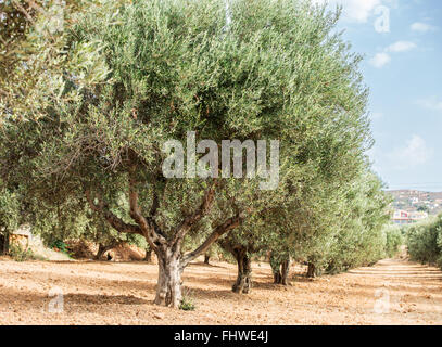Olive Bäume Garten. Lange Reihe von Bäumen auf der Himmelshintergrund. Stockfoto