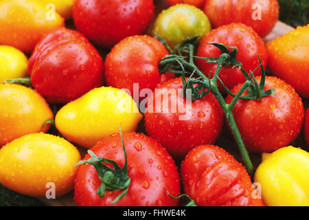 Bunte Bio-Tomaten aus einem Bauernhof geringe Schärfentiefe. Reif, natürliche gesunde Tomaten Stockfoto