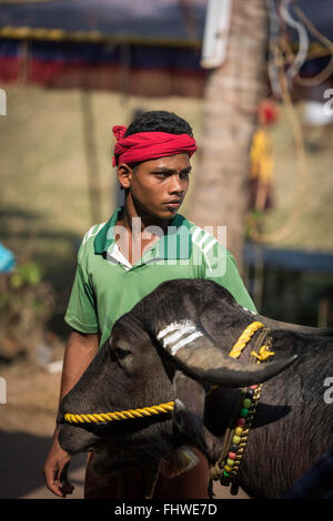 Büffel Rennen fest im westlichen Karnataka, Indien Stockfoto