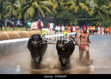 Büffel Rennen fest im westlichen Karnataka, Indien Stockfoto