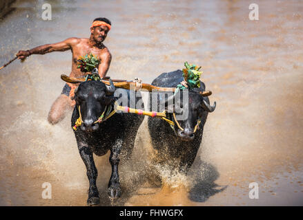 Büffel Rennen fest im westlichen Karnataka, Indien Stockfoto