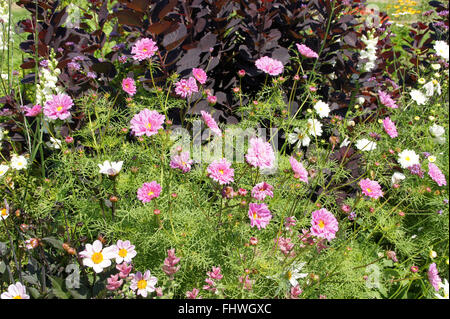 Cosmos Bipinnatus, mexikanische aster Stockfoto