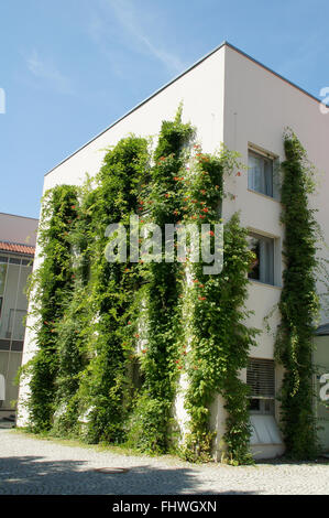 Campsis Radicans, Trumpet Vine und Glyzinien Stockfoto