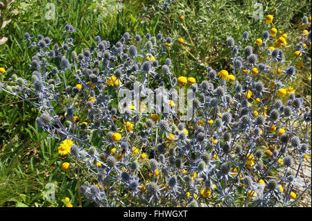 Eryngium Planum Blaukappe, Meer holly Stockfoto
