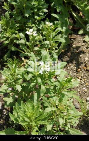 Iberis Amara, wilde Schleifenblume Stockfoto