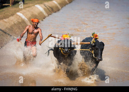 Büffel Rennen fest im westlichen Karnataka, Indien Stockfoto