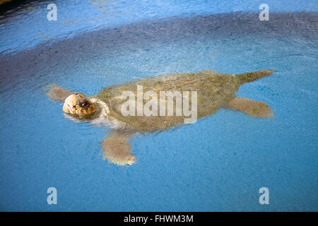 Unechte Karettschildkröte im Tamar Tank, Open Museum der Marine Schildkröte, Praia Forte Stockfoto