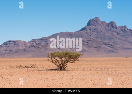 Malerische Landschaft von einem Schäferhund-Baum in der Namib-Wüste mit majestätischen Bergen im Hintergrund Stockfoto