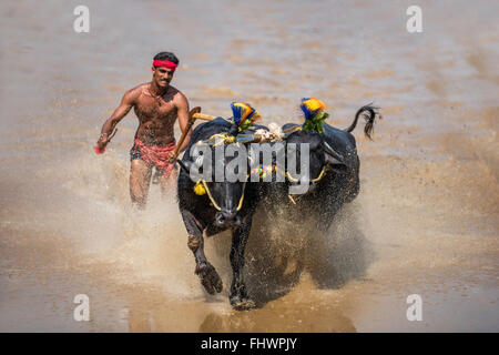 Büffel Rennen fest im westlichen Karnataka, Indien Stockfoto