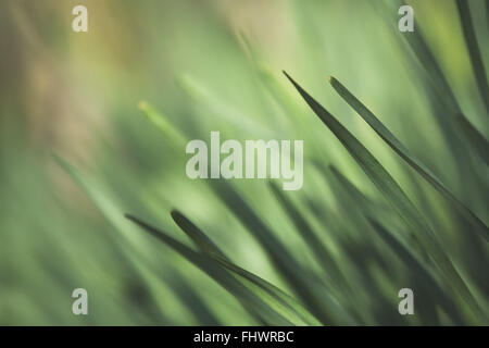 Schuss Gras auf einer Wiese in der Nähe. Hellen und lebendigen grünen Sommer oder Frühling Bild Stockfoto