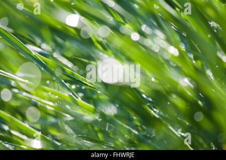 Abstrakte Makro Gras mit Licht Fackeln von Tautropfen Stockfoto