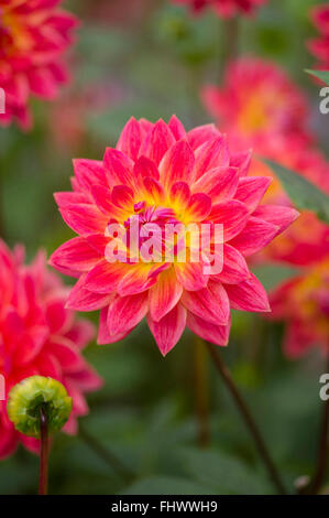 Dahlie "Kilburn Rose" Stockfoto