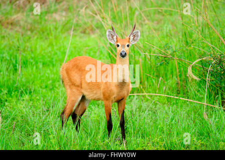 Marschhirsch (Blastocerus dichotomus) ein einheimischer Hirsch aus Südamerika Stockfoto