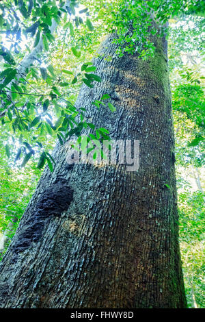 Brasilianischer Nussbaum (Bertholletia excelsa) in einem privat geschützten Regenwaldreservat (RPPN), Cristalino Private Natural Heritage Reserve, Amazonas, Brasilien Stockfoto