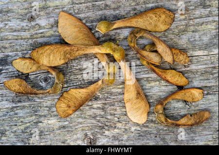 Bergahorn - Acer Pseudoplatanus Samen auf Holztisch. Stockfoto