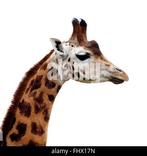 Rothschild-giraffe Stockfoto