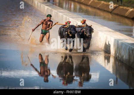 Büffel Rennen fest im westlichen Karnataka, Indien Stockfoto