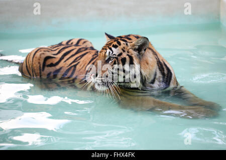 Ein Tiger ist im Schwimmbad liegen. Stockfoto