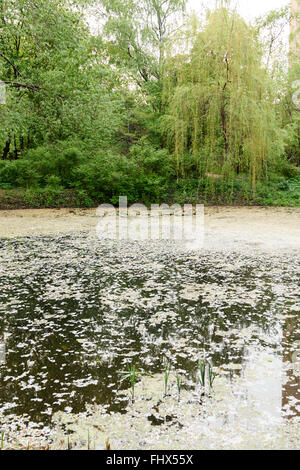 bewachsenen Teich und Trauerweiden im park Stockfoto