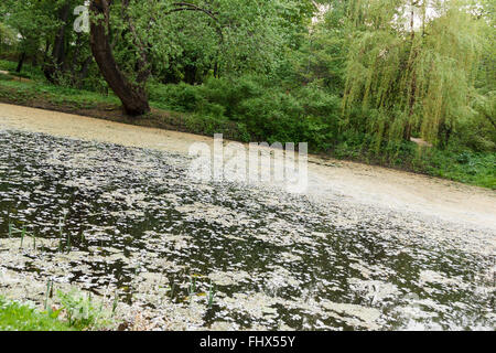 bewachsenen Teich und Trauerweiden im park Stockfoto