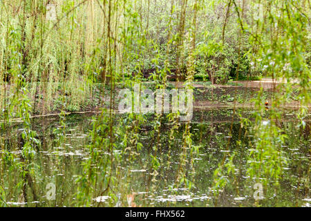 bewachsenen Teich und Trauerweiden im park Stockfoto