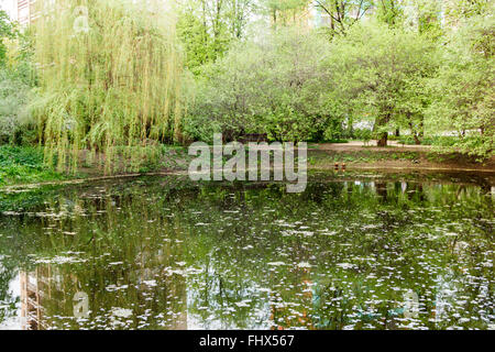 bewachsenen Teich und Trauerweiden im park Stockfoto