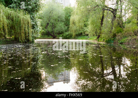 bewachsenen Teich und Trauerweiden im park Stockfoto