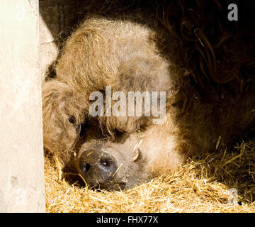 Das Mangalitza Schwein Stockfoto