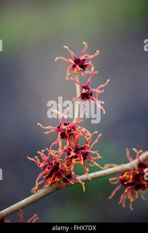 Hamamelis x intermedia 'Feuerzauber' Stockfoto