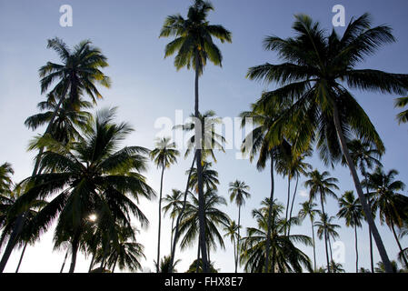 Kokospalmen am Strand Camacho Stockfoto