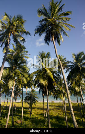 Kokospalmen am Strand Camacho Stockfoto