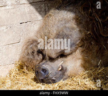 Das Mangalitza Schwein Stockfoto