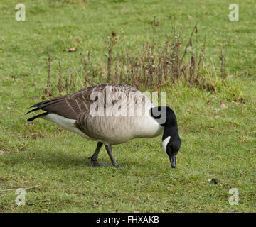 Kanadische Gans Stockfoto