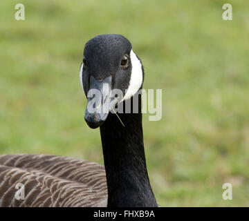 Kanada-Gans Stockfoto