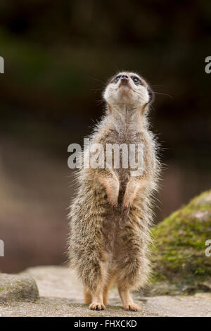 Erdmännchen, die gerade für Raubtiere Stockfoto