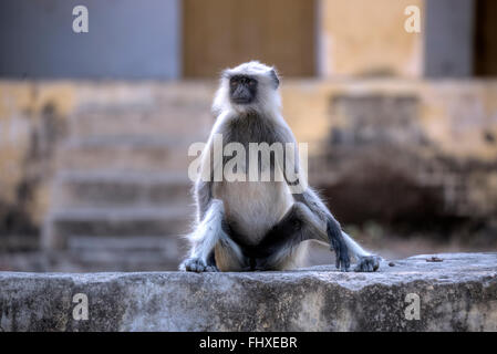 wilde Affen in Rajasthan, Indien Stockfoto