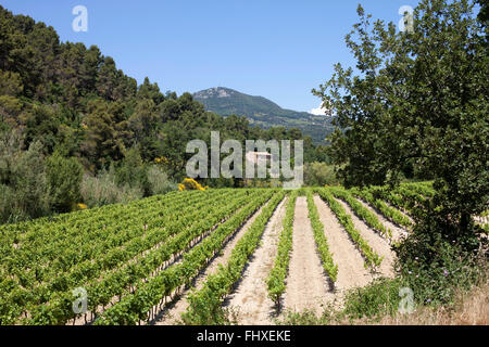 Weinberg, Côtes du Rhône AOC Wein Stockfoto