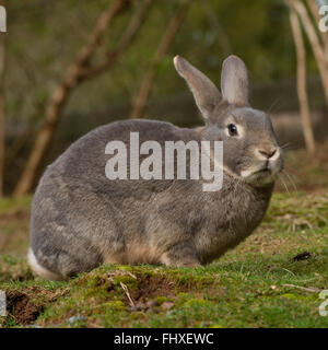 Hauskaninchen Stockfoto