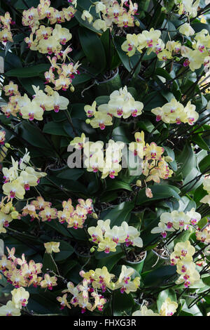 Orchid Festival Display in The Princes of Wales Conservatory in botanischen Gärten von Kew. London, UK Stockfoto