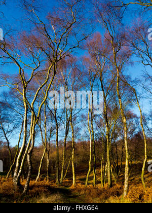 Betula-Pendel-Bäume allgemein bekannt als Silver Birch im Winter auf Stanton Moor in der Nähe von Matlock Peak District Derbyshire Dales UK Stockfoto