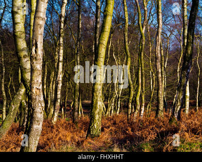 Betula-Pendel-Bäume allgemein bekannt als Silver Birch im Winter auf Stanton Moor in der Nähe von Matlock Peak District Derbyshire Dales UK Stockfoto