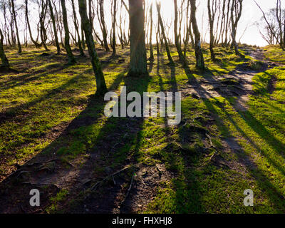 Betula-Pendel-Bäume allgemein bekannt als Silver Birch im Winter auf Stanton Moor in der Nähe von Matlock Peak District Derbyshire Dales UK Stockfoto