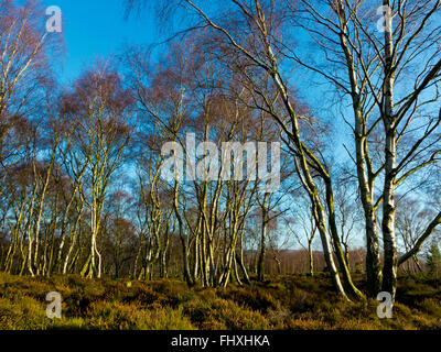 Betula-Pendel-Bäume allgemein bekannt als Silver Birch im Winter auf Stanton Moor in der Nähe von Matlock Peak District Derbyshire Dales UK Stockfoto