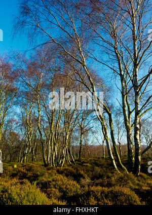 Betula-Pendel-Bäume allgemein bekannt als Silver Birch im Winter auf Stanton Moor in der Nähe von Matlock Peak District Derbyshire Dales UK Stockfoto