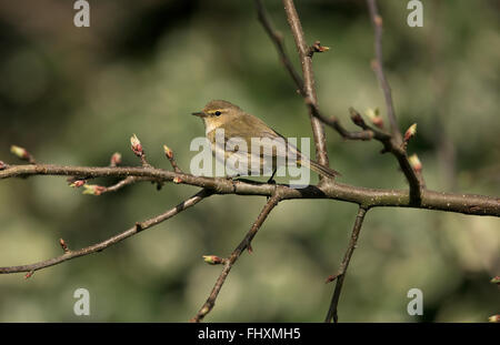 Zilpzalp im Frühjahr Stockfoto