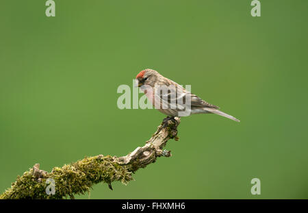 Geringerer Redpoll männlich auf Ast Stockfoto