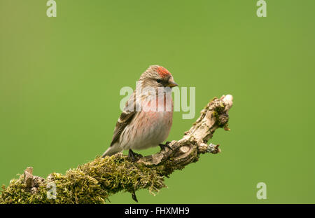 Geringerer Redpoll männlich auf Ast Stockfoto