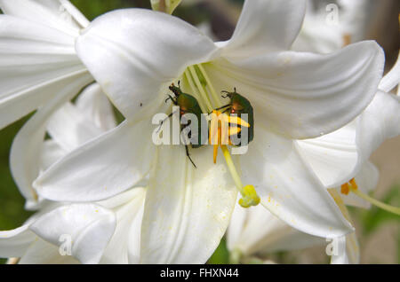 (Goldenen Käfer) [Goldie Käfer] (Cetonia Aurata) (Grüner Käfer) (Rose Chafer) (Cetonia Aurata) Essen weiße Lilien. Stockfoto