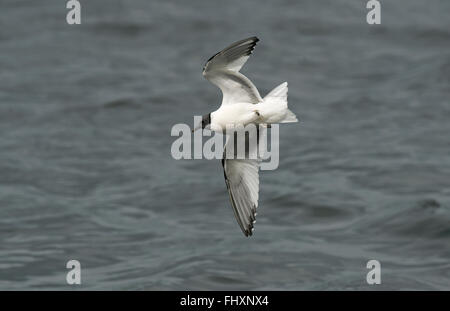 Sabine's Gull Erwachsener im Sommer Gefieder Stockfoto