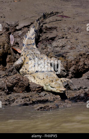 Amerikanisches Krokodil neben Rio Grande, Cocle Provinz, Republik von Panama. Stockfoto